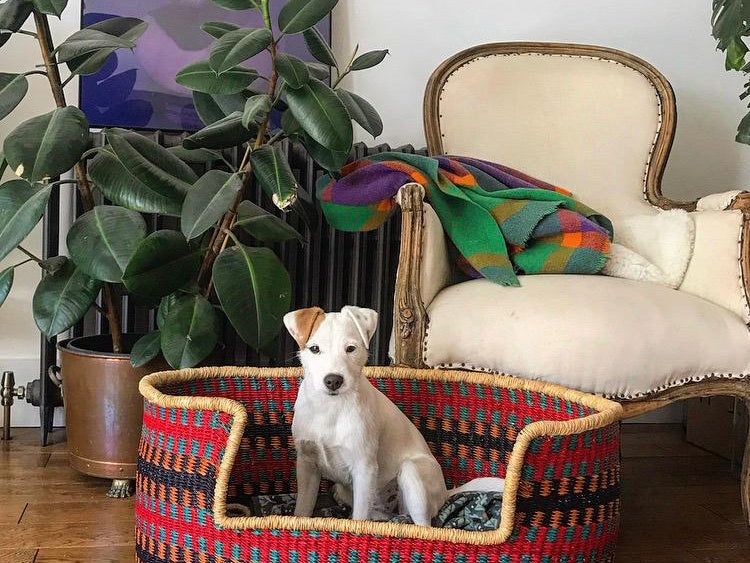 16 WOVEN PET BASKETS YOUR CATS AND DOGS WILL LOVE FOREVER