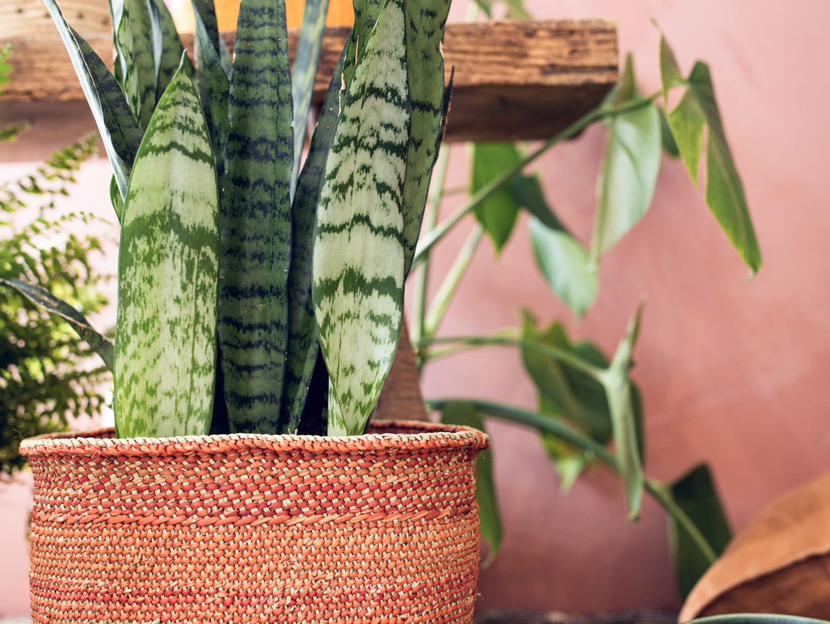 Eight Top Plant Parenthood Tips for #NationalHouseplantWeek