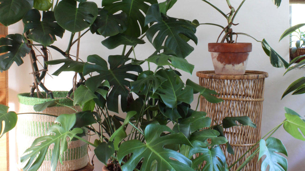 Create a Boho-Inspired Interior with an Indoor Jungle