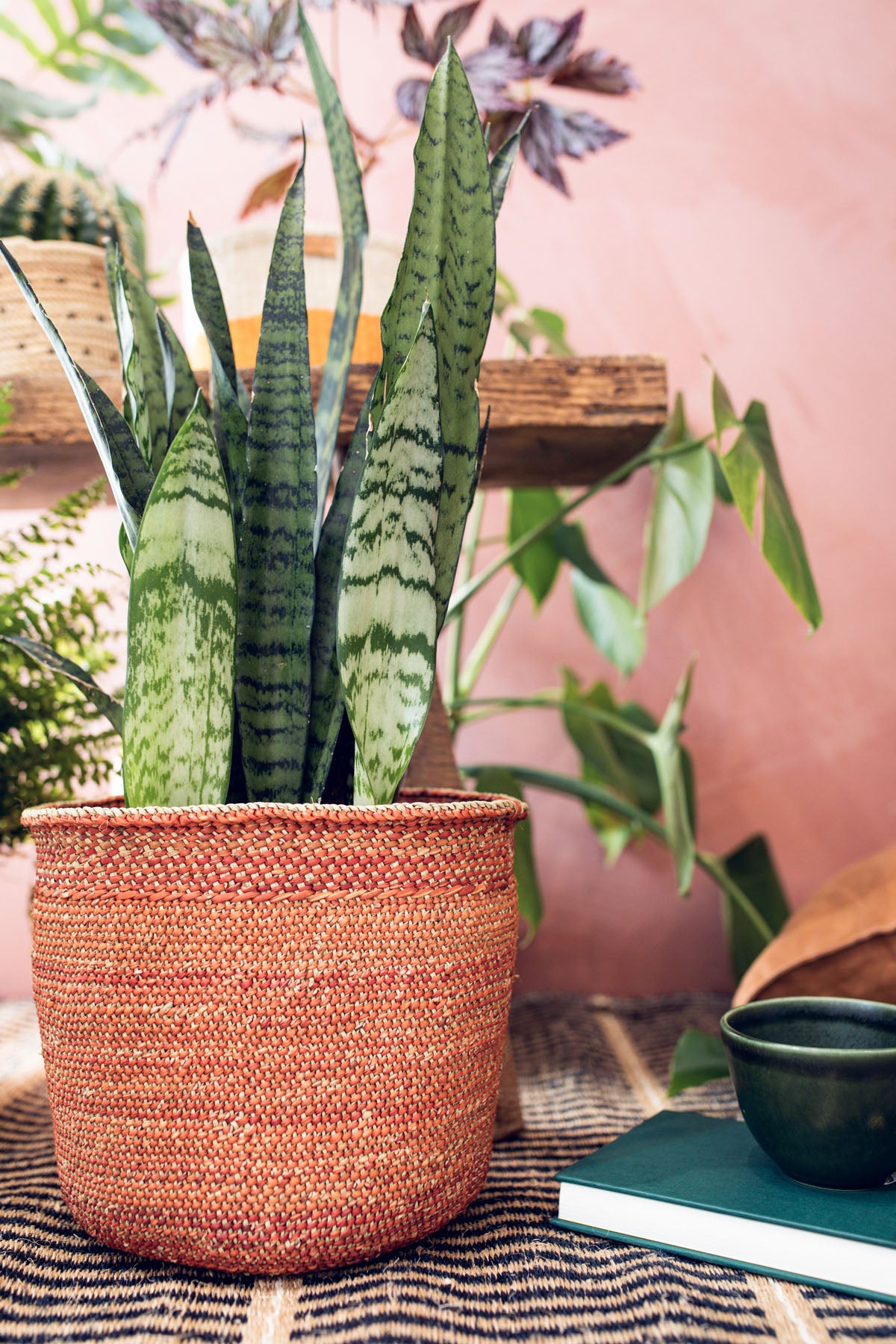 Eight Top Plant Parenthood Tips for #NationalHouseplantWeek
